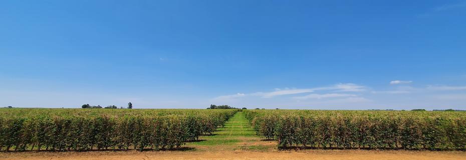 Assessoria para Visto Americano em Vinhedo/SP